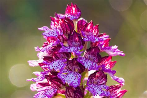 Rare Orchids: The Ultimate Guide - Gardeners' Magazine