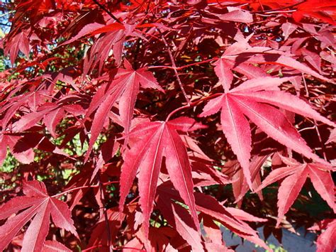 Redleaf Japanese Maple (acer palmatum atropurpureum)