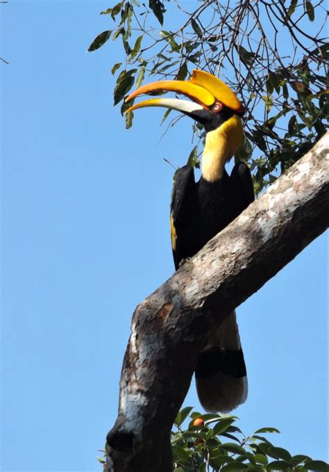 Home of the Great Hornbill Kaeng Krachan national park Thailand