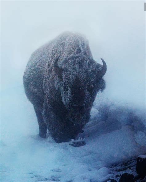 The bison is perhaps last of the ice age giants. As big as a ton, they ...