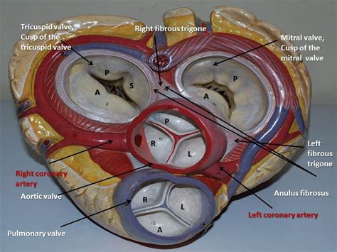 Tricuspid Valve Structure