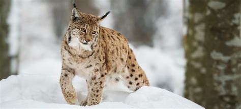 The Snow Leopard in Karakoram - Discover Pakistan's National Heritage Animal - Beyond The Valley