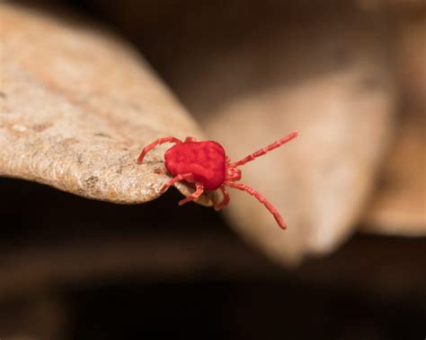 clover mite control and treatments for the home yard and garden