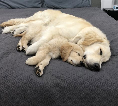 Golden Retriever Puppies Cuddling