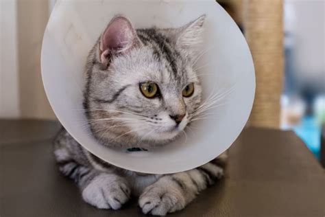 Cat Hernia Surgery | Oakland Vets