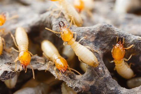 Termites - ACT Pest Control | Canberra Expert Rodent & Pest Control