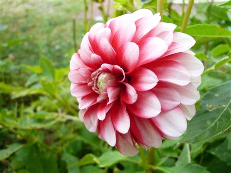 File:Dahlia blanc rose.jpg - Wikimedia Commons