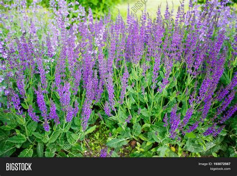 Blue Salvia (salvia Image & Photo (Free Trial) | Bigstock