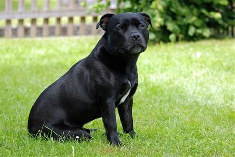 Staffordshire Bull Terrier : caractère, alimentation et soins ...