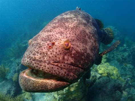 Atlantic Goliath Grouper Facts & Information Guide- American Oceans