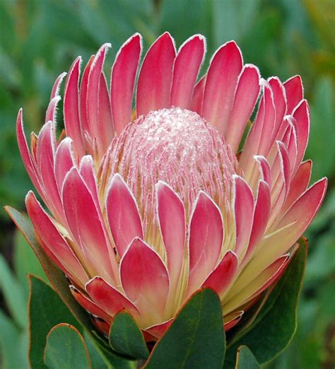 Protea King - Pink | Protea flower, Exotic flowers, Australian native flowers