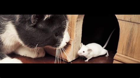 Catching Mice! Entertainment Video for Cats to Watch-CAT GAMES - YouTube