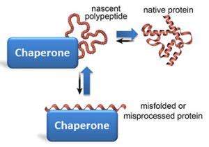 What are Chaperone Proteins? - Civilsdaily