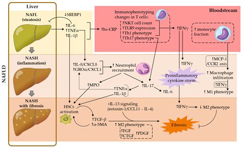 IJMS | Free Full-Text | Overview of Cellular and Soluble Mediators in Systemic Inflammation ...