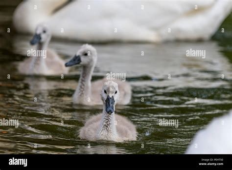 Beautiful young baby swan is swimming on a water. A bird is about two weeks old, grey feathers ...