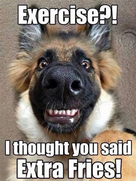 47 Funny Pictures You're Going To Love | Funny animals with captions, Dog jokes, Cute funny animals