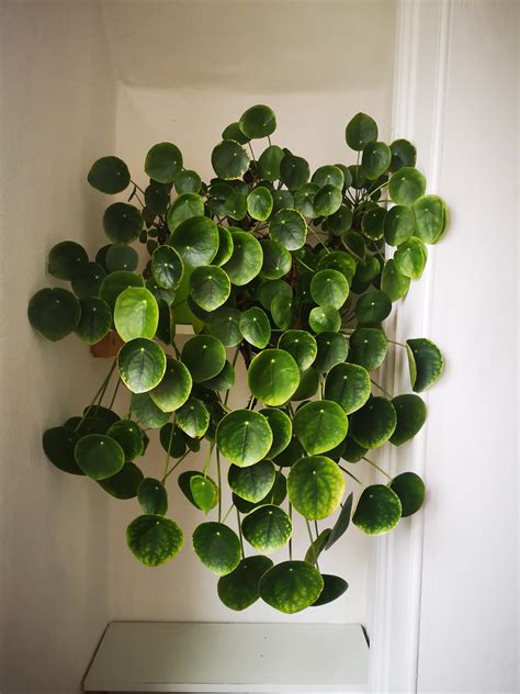 Pilea peperomioides 7years old pruned twice. I have never seen one this ...