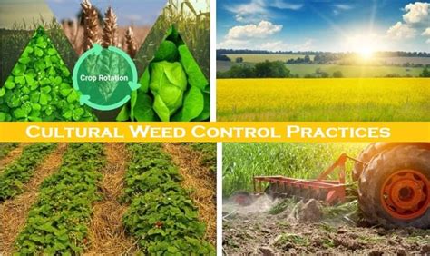 Best 10 Cultural Weed Control Practices With Merits Demerits - Basic ...