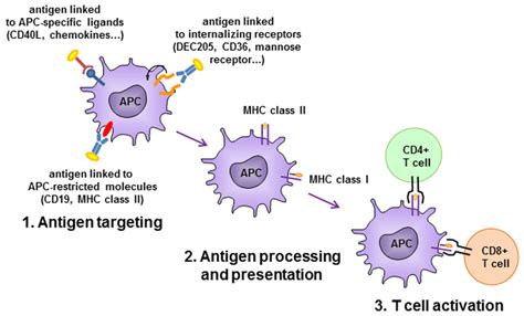 Antigen-presenting cell (APC)-targeting strategies. Antigen is... | Download Scientific Diagram