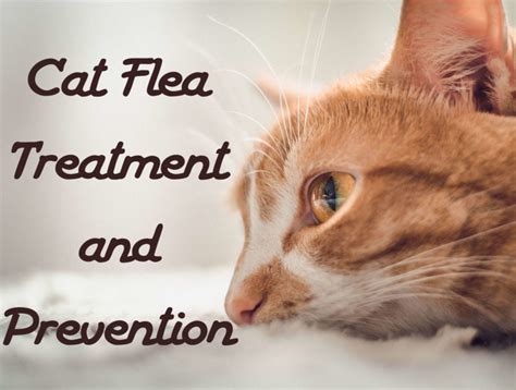 Cat Flea Treatment and Prevention | Cat Mania | For Cat Lovers