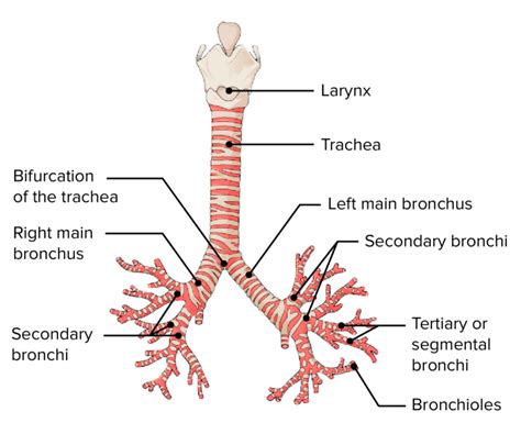 Bronchial Tree: Anatomy | Concise Medical Knowledge