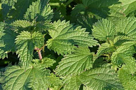 Ortiga: Propiedades y Beneficios Medicinales - Plantas Medicinal