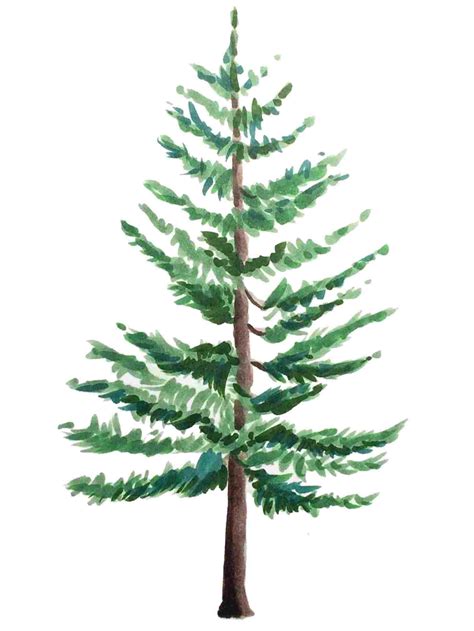 Pine Drawings at PaintingValley.com | Explore collection of Pine Drawings