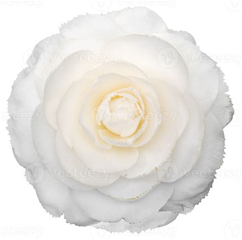 White camellia flower isolated 18794457 PNG