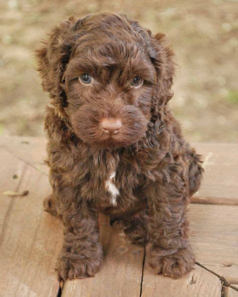 Labradoodle Pictures Labrador-Poodle hybrid dogs - Dog Breed Standards