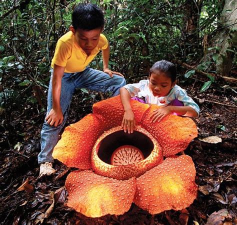 Post for general development The largest flower in the world Rafflesia I was personally struck ...