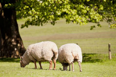 Sheep in Wales, UK