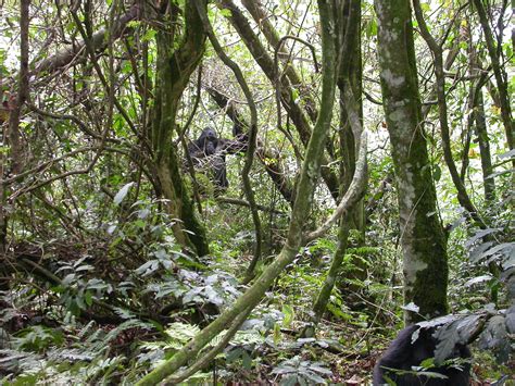 The Virunga Mountains: the last refuge of the mountain gorilla