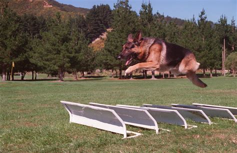 Big German Shepherds: German Shepherds Training