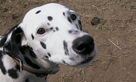 Dalmatian | Babak Fakhamzadeh | Flickr