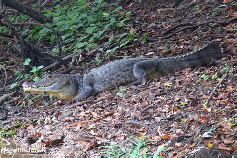 Panama Wildlife: A Glimpse at Great Biodiversity – Birding Tours with ...