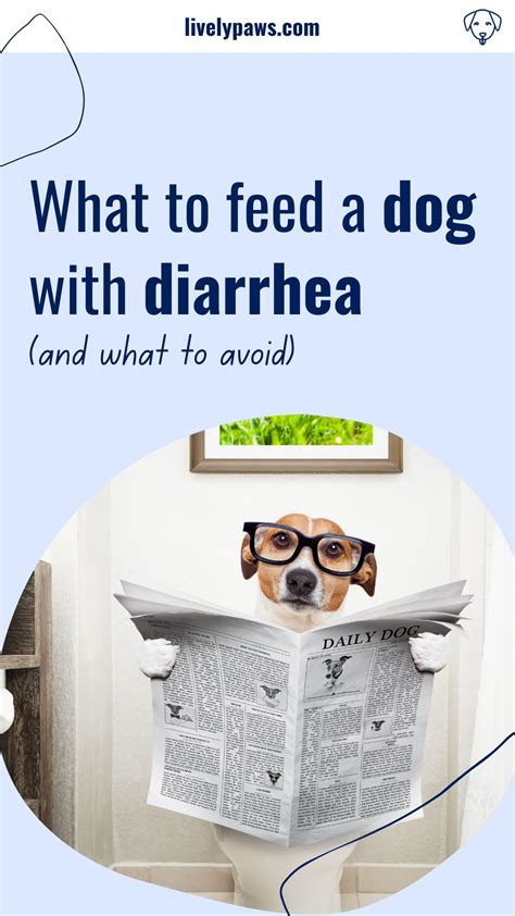 What to feed a dog with diarrhea in 2021 | Dog skin care, Dog remedies, Dog nutrition