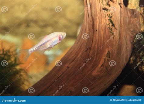 Mexican tetra stock photo. Image of mexican, animal - 106536518