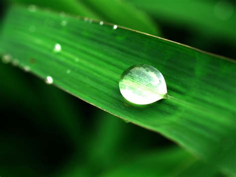 Water Drop On Leaf Free Stock Photo - Public Domain Pictures