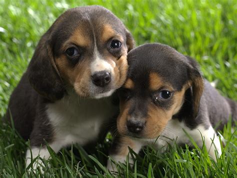 Animals: Beagle Puppies, picture nr. 41288