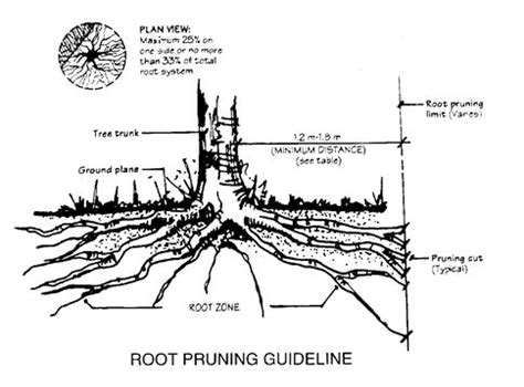 pear tree pruning - Google Search | Trees to plant, Tree pruning, Tree