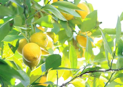 Overwatered lemon tree 🍋💧 Signs and solutions
