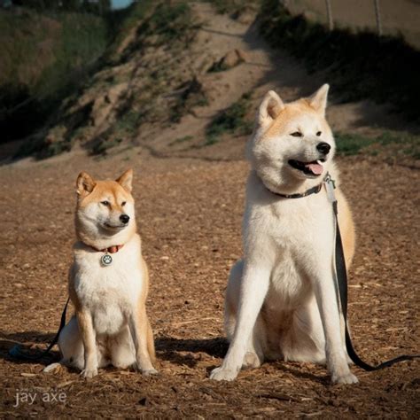 Akita Inu E Shiba Inu - Os Cães Japoneses - Suki Desu