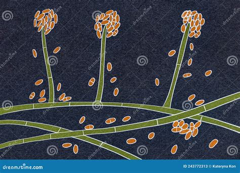 Mold Fungi Acremonium, Illustration Stock Illustration - Illustration of nail, conidium: 243772313