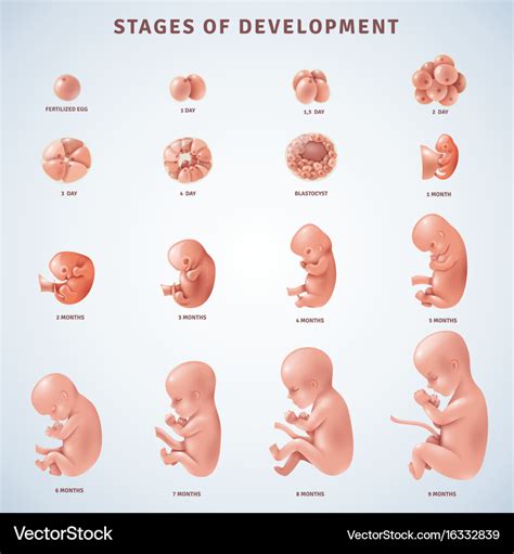 Pregnancy Stages Human Growth Stages Embryo Vector Image | The Best ...