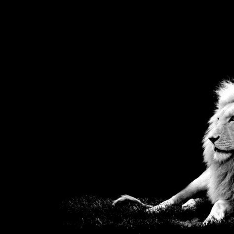 Download Free 100 + white lion background Wallpapers