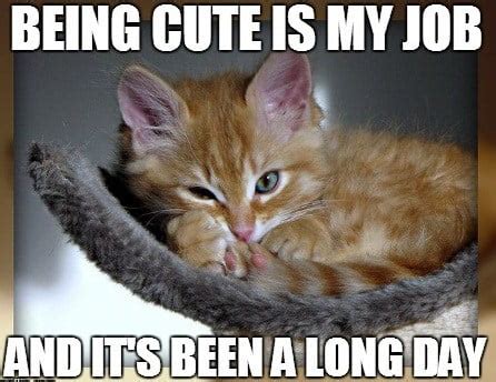 20 Cute Cat Memes to Put You in a Good Mood - SayingImages.com