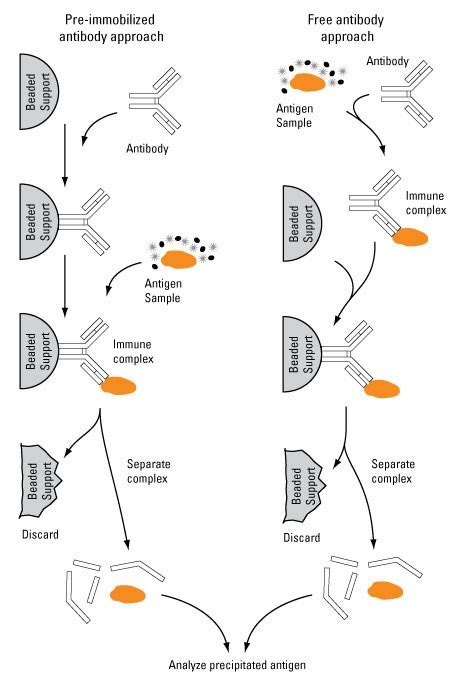 Immunoprecipitation Protocol