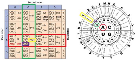 The Genetic Code – MHCC Biology 112: Biology for Health Professions