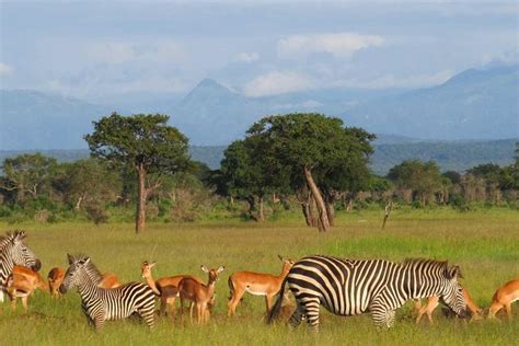 Dar es Salaa to Mikumi National Park 2-Night Private Safari 2024 - Dar ...