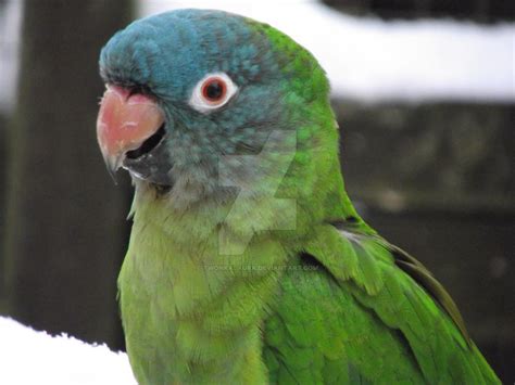 Blue Crown Conure Wallpapers HD Download